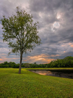 Green pasture with a small pond and small green trees at sunset with clouds