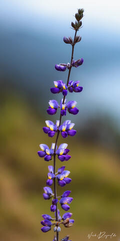 A lone purple flower stock set against an overcast sky in Big Sur California.