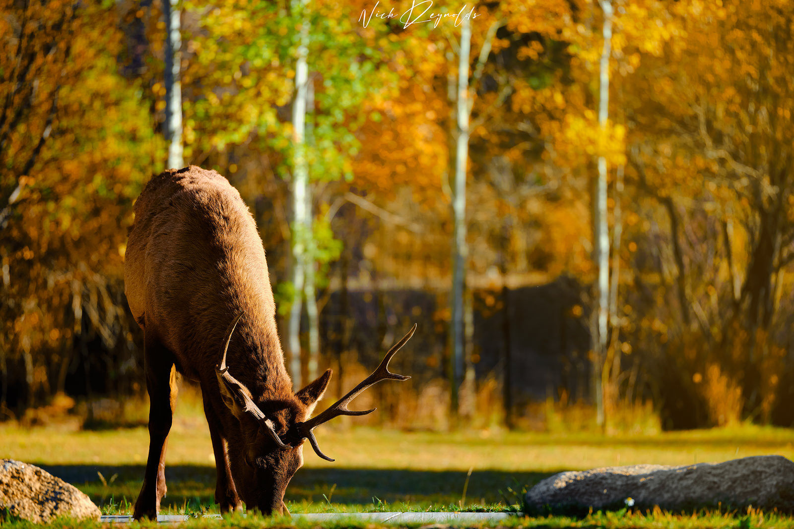 elk to be named