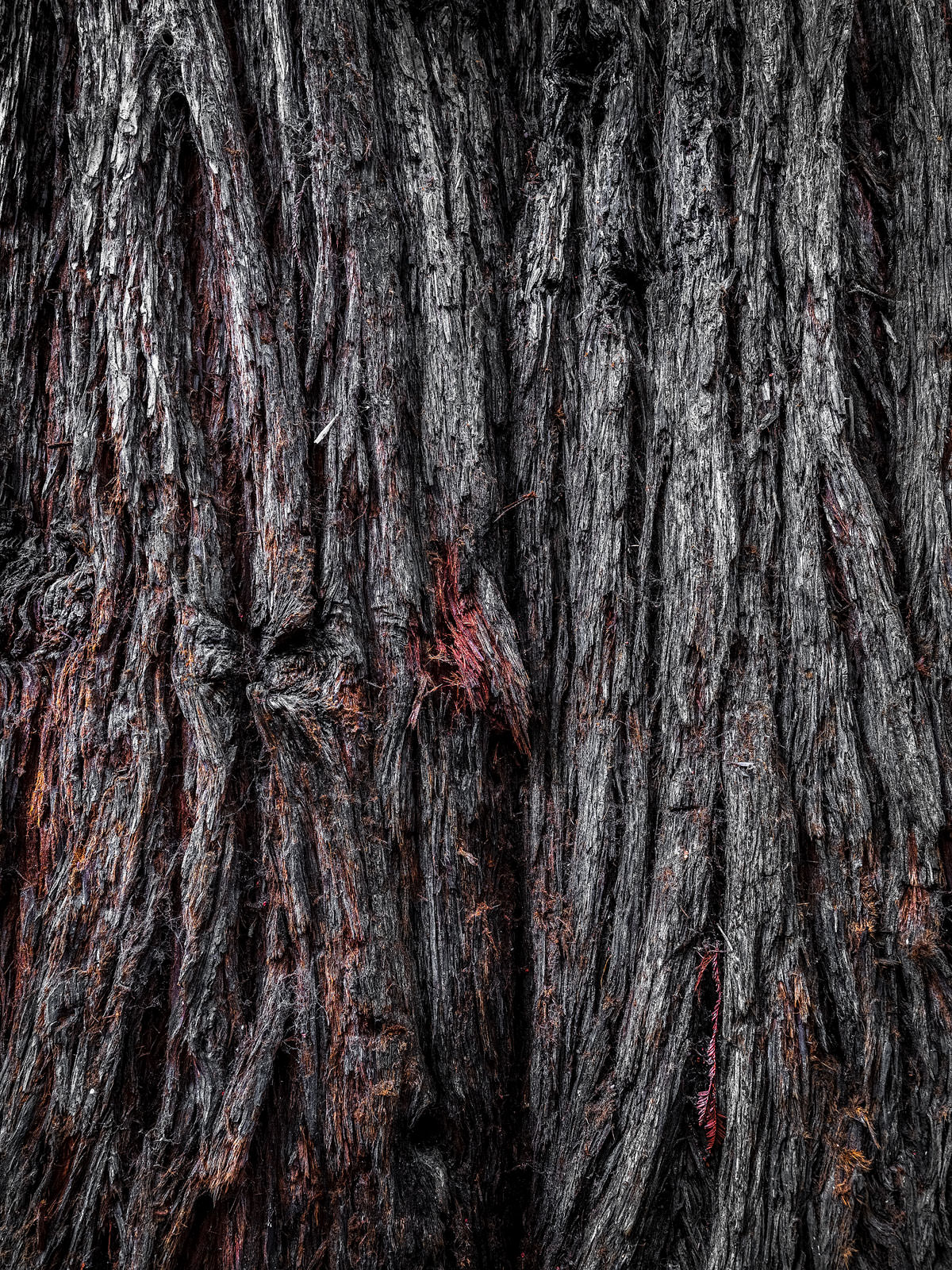 up close focus of rich texture and red, earthy undertones of Giant Sequoia tree trunk. 
