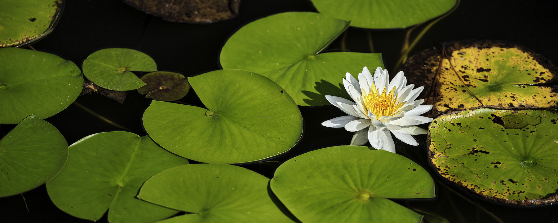 A colorful Water Lily sitting in the late morning sun accentuated by the yellows and greens.﻿